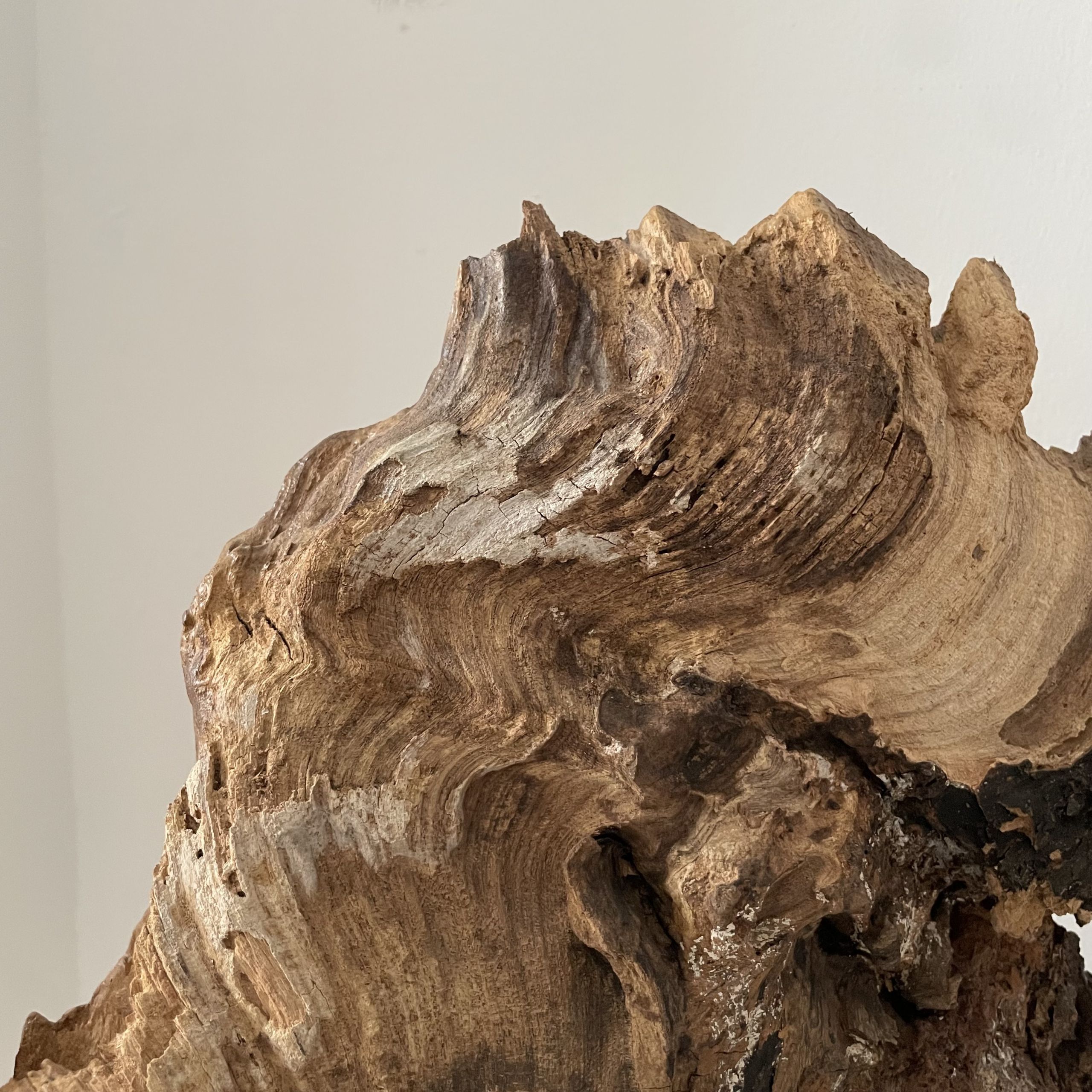 Scultura Materica in Legno Fossile - immagine 4