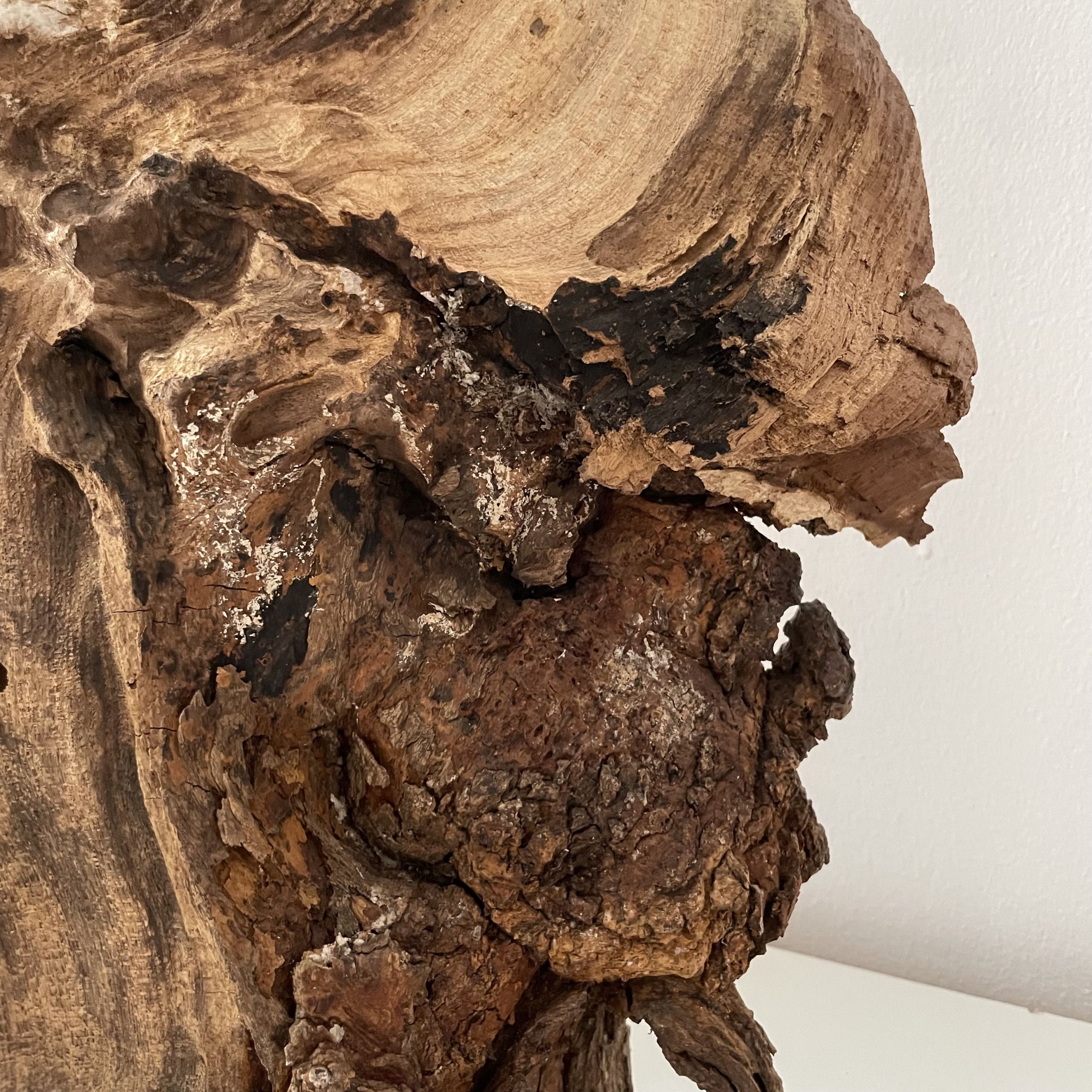 Scultura Materica in Legno Fossile - immagine 5