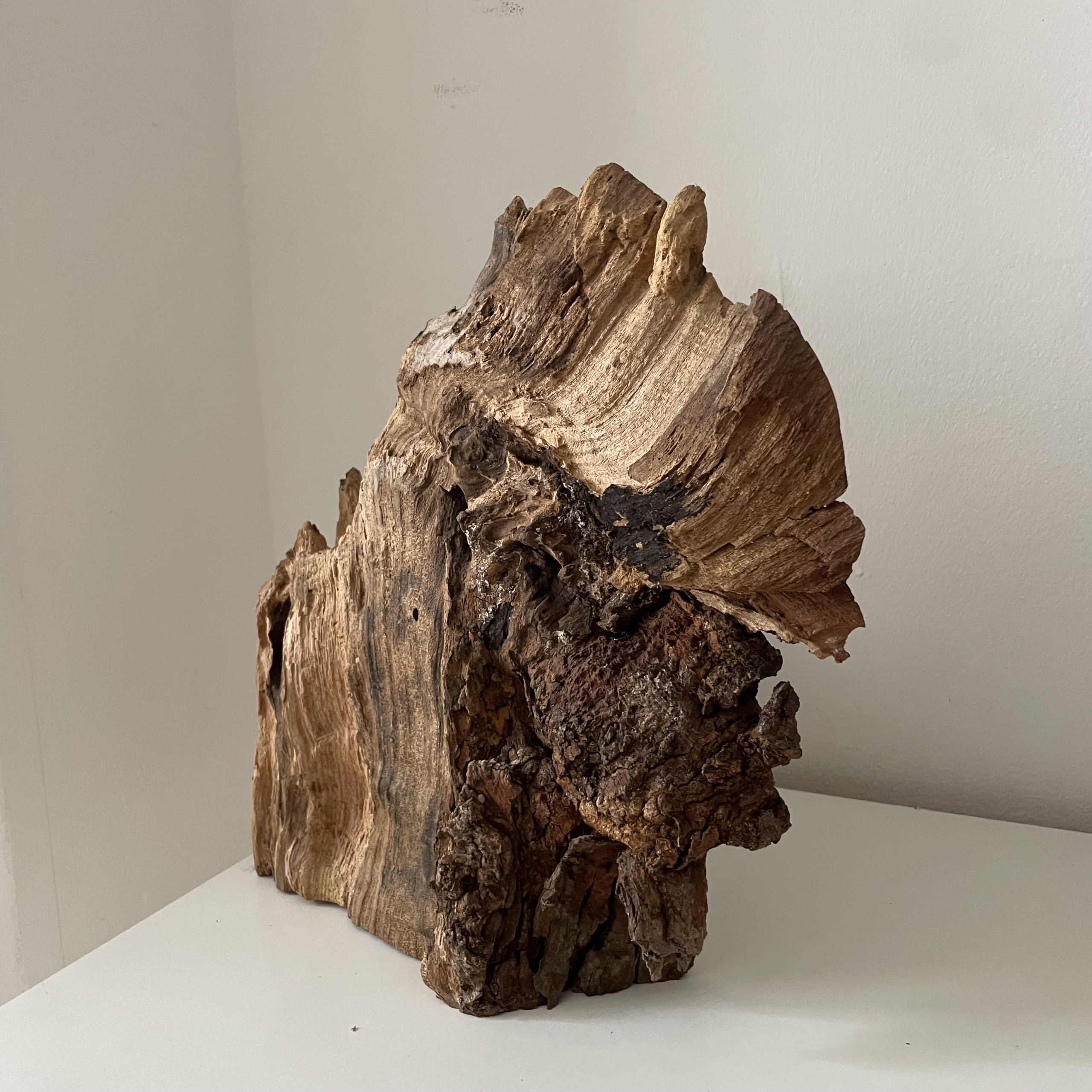 Scultura Materica in Legno Fossile - immagine 7